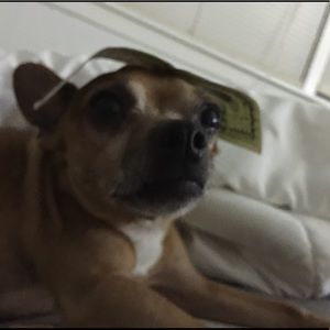 Meet your Posher, Leah